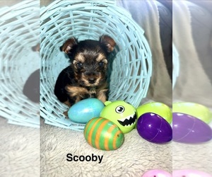 Yorkshire Terrier Puppy for sale in OLATHE, KS, USA
