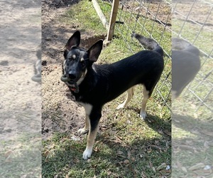 German Shepherd Dog Puppy for sale in SEBASTIAN, FL, USA
