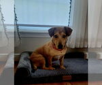 Small #6 Dachshund-Labrador Retriever Mix