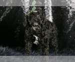 Puppy King F1B Goldendoodle (Miniature)