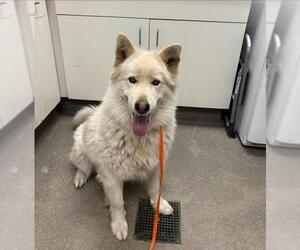 Siberian Husky Dogs for adoption in HESPERIA, CA, USA