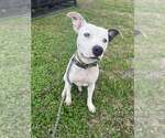 Small #1 Mutt