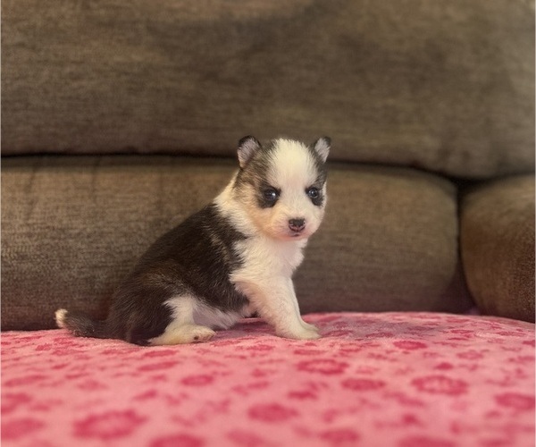 Medium Photo #5 Pomsky Puppy For Sale in DRACUT, MA, USA