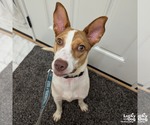 Small #6 Jack Russell Terrier Mix
