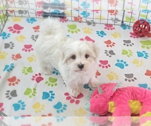 Maltese Puppy for sale in ORO VALLEY, AZ, USA