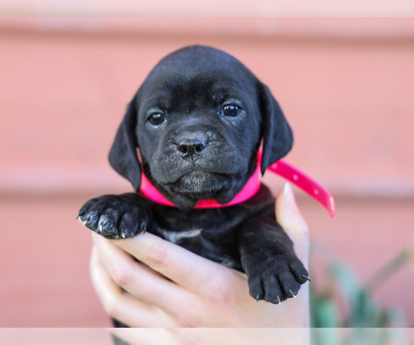Medium Photo #3 Jug-Treeing Walker Coonhound Mix Puppy For Sale in LIBERTY, KY, USA