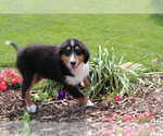 Small #3 Bernese Mountain Dog-Collie Mix
