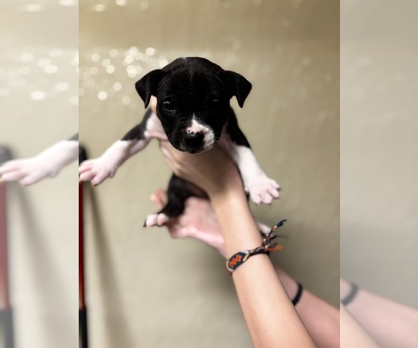 Medium Photo #4 American Staffordshire Terrier-Boxer Mix Puppy For Sale in BELLAIRE, OH, USA