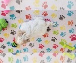 Small #13 Shih Tzu