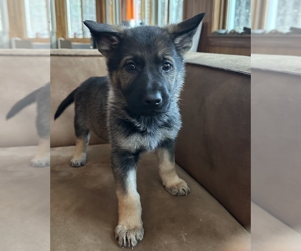 Medium Photo #6 German Shepherd Dog Puppy For Sale in PERKINSVILLE, VT, USA