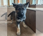 Small #5 German Shepherd Dog