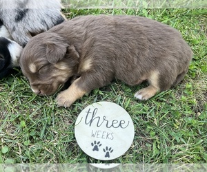 Australian Shepherd Puppy for sale in SPRINGDALE, WA, USA