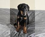 Small #2 Doberman Pinscher Mix