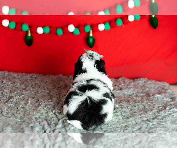 Medium Photo #3 Zuchon Puppy For Sale in WOLCOTTVILLE, IN, USA