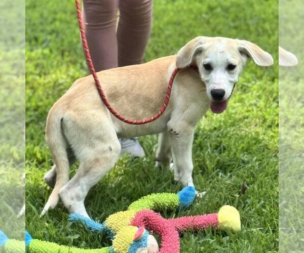 Medium Photo #4 Labrador Retriever-Unknown Mix Puppy For Sale in Yardley, PA, USA