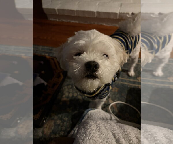 Medium Photo #1 Shih-Poo Puppy For Sale in Lancaster, PA, USA