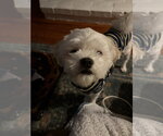 Deuce - Male Shih-Poo Dog for Adoption - Small photo