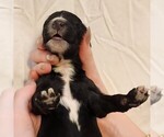 Small #9 F2 Aussiedoodle