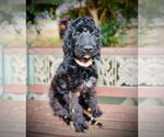 Small #1 Labradoodle