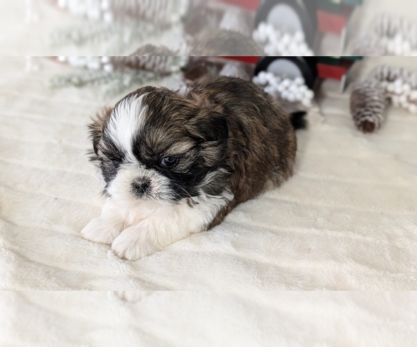 Medium Photo #27 Shih Tzu Puppy For Sale in GOSHEN, IN, USA