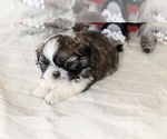 Small Photo #27 Shih Tzu Puppy For Sale in GOSHEN, IN, USA