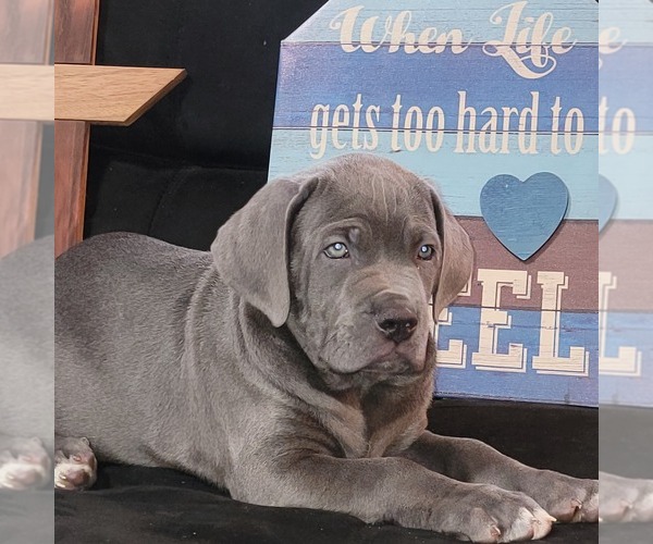 Medium Photo #1 Cane Corso Puppy For Sale in SALISBURY, NC, USA