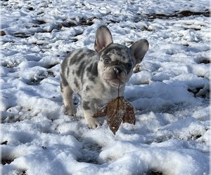 French Bulldog Puppy for sale in SHELBYVILLE, IN, USA