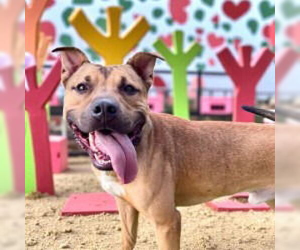 Medium Photo #4 American Pit Bull Terrier-Unknown Mix Puppy For Sale in Glen Allen, VA, USA