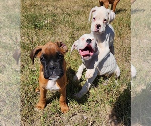 Boxer Puppy for sale in AFTON, WY, USA