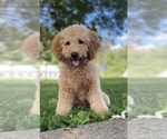 Small #2 Poodle (Miniature)