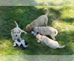 Small #6 Labrador Retriever