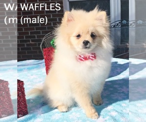 Pomeranian Puppy for sale in DAWSONVILLE, GA, USA