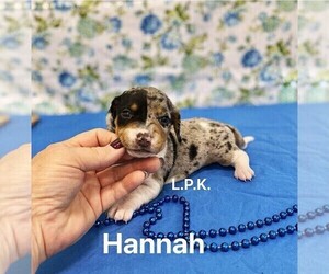 Dachshund Puppy for sale in WINNSBORO, LA, USA