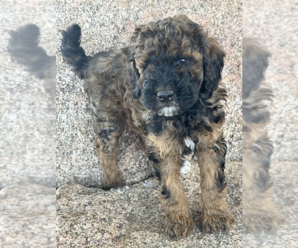Medium Photo #3 Poodle (Miniature)-Poodle (Standard) Mix Puppy For Sale in LONGMONT, CO, USA