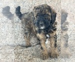 Small #2 Poodle (Miniature)-Poodle (Standard) Mix