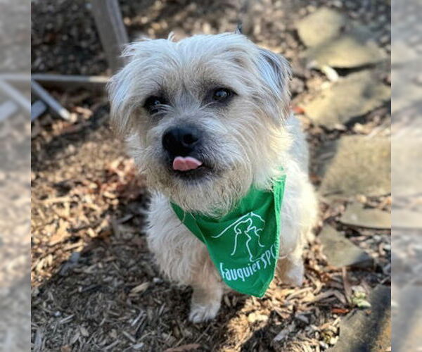 Medium Photo #1 Mutt Puppy For Sale in Warrenton, VA, USA