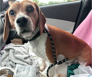 Beagle Dogs for adoption in Dunnellon, FL, USA