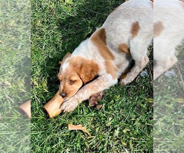 Medium Photo #1 Brittany Puppy For Sale in BERKSHIRE, NY, USA