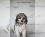 Small Photo #7 Poodle (Standard) Puppy For Sale in ELGIN, TX, USA