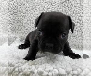 French Bulldog Puppy for sale in JOHNS ISLAND, SC, USA