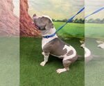 Small #1 American Staffordshire Terrier Mix