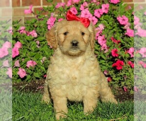 English Cream Golden Retriever-Poodle (Miniature) Mix Puppy for sale in AIRVILLE, PA, USA