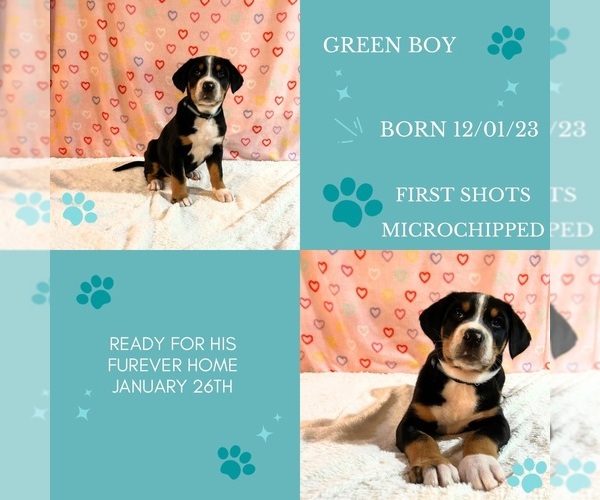 Medium Photo #1 Greater Swiss Mountain Dog Puppy For Sale in AUMSVILLE, OR, USA