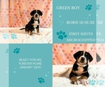 Small Photo #1 Greater Swiss Mountain Dog Puppy For Sale in AUMSVILLE, OR, USA