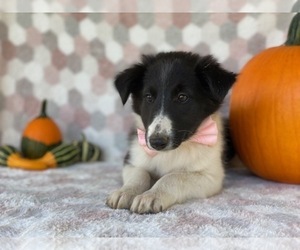 Border Collie Puppy for sale in LANCASTER, PA, USA