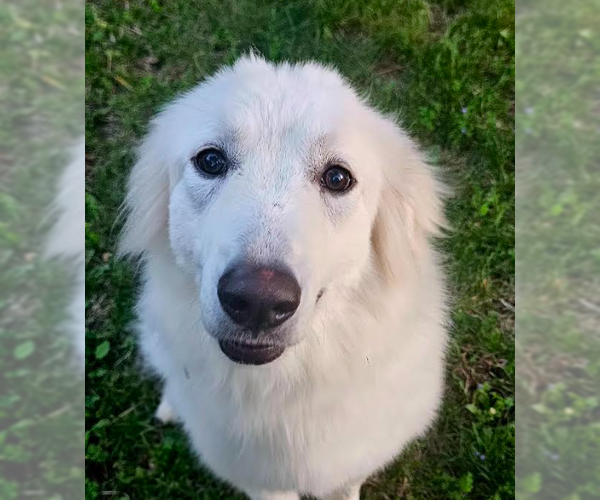 Medium Photo #1 Great Pyrenees-Unknown Mix Puppy For Sale in Brooklyn Center, MN, USA