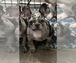 Small Photo #7 French Bulldog Puppy For Sale in PADUCAH, KY, USA