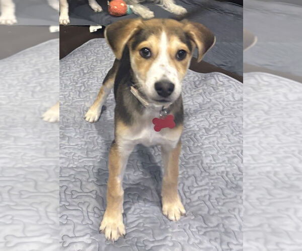 Medium Photo #6 Mutt Puppy For Sale in Plymouth, MN, USA