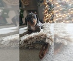 Small Dachshund