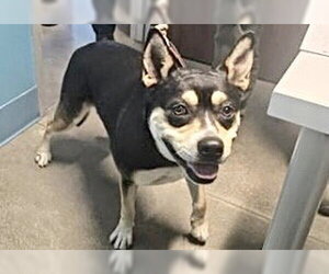 Siberian Husky-Unknown Mix Dogs for adoption in Houston, TX, USA